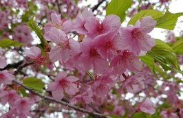 木花咲耶姫様の桜花（おうか）ヒーリング☆アチューメント