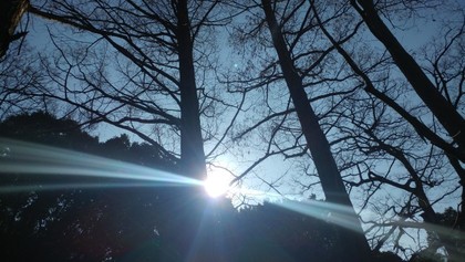 森の時間〜明石公園【メタセコイヤ】お気に入りスポット〜